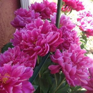 Meet your Posher, Gleimy